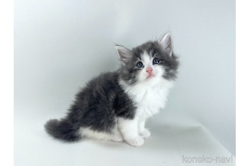 販売中の福岡県のノルウェージャンフォレストキャット-117625の11枚目