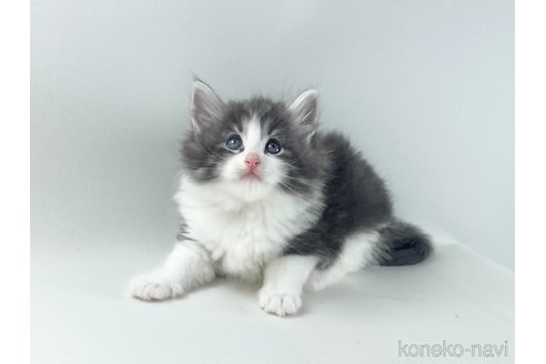 販売中の福岡県のノルウェージャンフォレストキャット-117625の13枚目