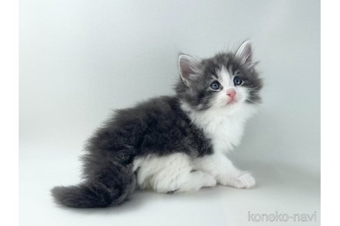 販売中の福岡県のノルウェージャンフォレストキャット-117625の12枚目