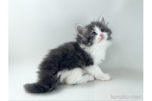 販売中の福岡県のノルウェージャンフォレストキャット-117625の7枚目