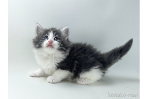 販売中の福岡県のノルウェージャンフォレストキャット-117625の5枚目