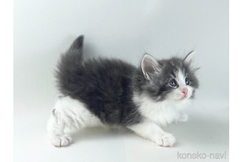 販売中の福岡県のノルウェージャンフォレストキャット-117625の6枚目