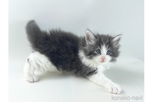 販売中の福岡県のノルウェージャンフォレストキャット-117625の4枚目