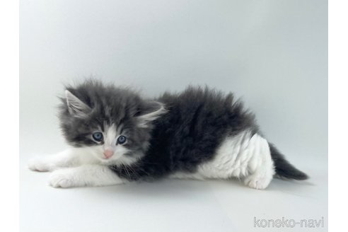 販売中の福岡県のノルウェージャンフォレストキャット-117625の3枚目