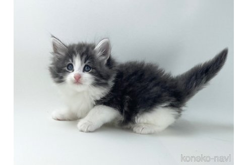 販売中の福岡県のノルウェージャンフォレストキャット-117625の2枚目
