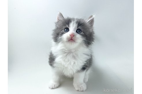 成約済の福岡県のノルウェージャンフォレストキャット-117626の5枚目