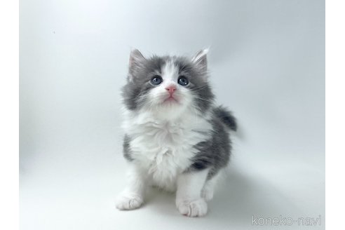 成約済の福岡県のノルウェージャンフォレストキャット-117626の4枚目