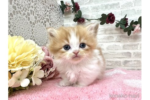 販売中の埼玉県のミヌエット(短足)-117659の2枚目