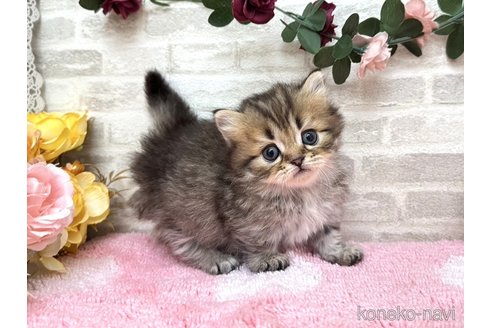 販売中の埼玉県のミヌエット(短足)-117661の1枚目