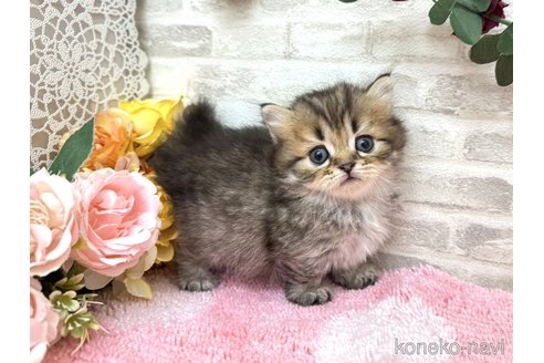 販売中の埼玉県のミヌエット(短足)-117661の5枚目