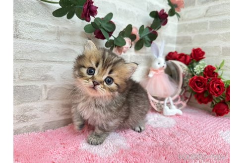 販売中の埼玉県のミヌエット(短足)-117661の2枚目