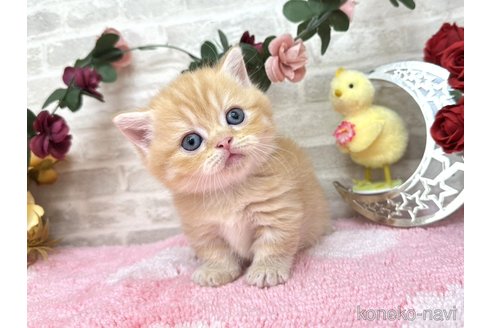 販売中の埼玉県のミヌエット(短足)-117665の6枚目