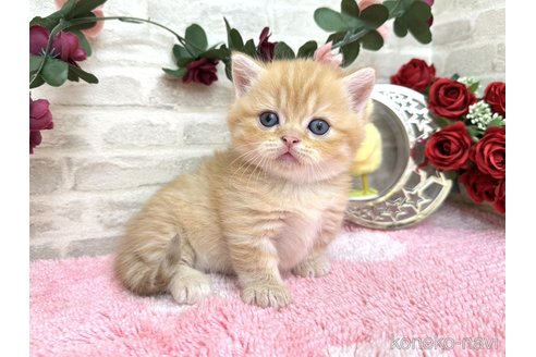 販売中の埼玉県のミヌエット(短足)-117665の5枚目