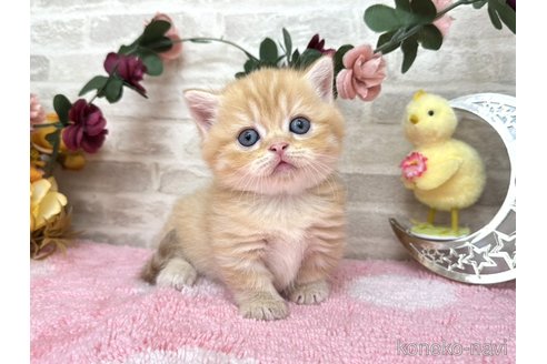 販売中の埼玉県のミヌエット(短足)-117665の4枚目