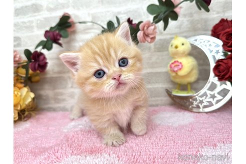 販売中の埼玉県のミヌエット(短足)-117665の2枚目