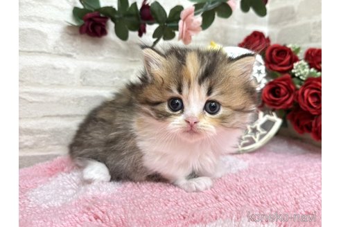 販売中の埼玉県のミヌエット(短足)-117667の3枚目