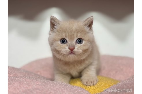 成約済の神奈川県のスコティッシュフォールド-116963の9枚目