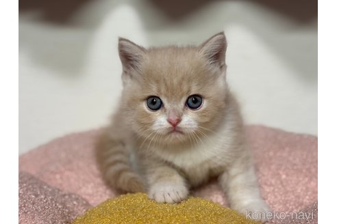 成約済の神奈川県のスコティッシュフォールド-116965の9枚目