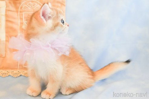 商談中の群馬県のブリティッシュショートヘア-114601の10枚目