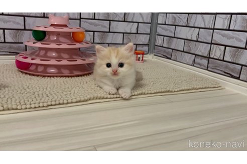 販売中の福岡県のマンチカン-116994の3枚目