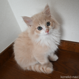 販売中の静岡県のノルウェージャンフォレストキャット-115522の1枚目