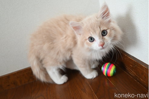 販売中の静岡県のノルウェージャンフォレストキャット-115522の7枚目