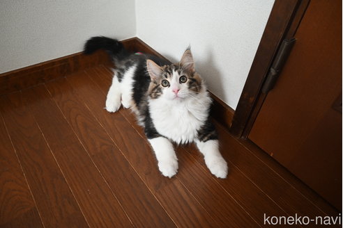 販売中の静岡県のノルウェージャンフォレストキャット-110315
