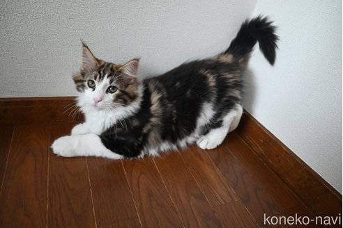 販売中の静岡県のノルウェージャンフォレストキャット-110315の3枚目