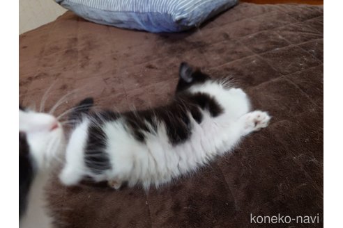 販売中の埼玉県のノルウェージャンフォレストキャット-115859の4枚目