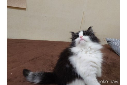 販売中の埼玉県のノルウェージャンフォレストキャット-115858の6枚目