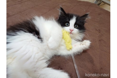 販売中の埼玉県のノルウェージャンフォレストキャット-115858の5枚目