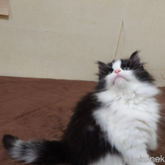 販売中の埼玉県のノルウェージャンフォレストキャット-115858の4枚目