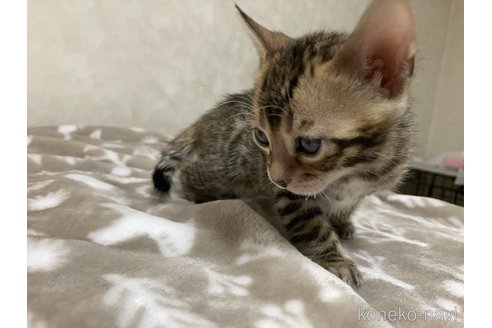 販売中の長野県のベンガル-116918の3枚目
