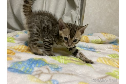 販売中の長野県のベンガル-116917の3枚目