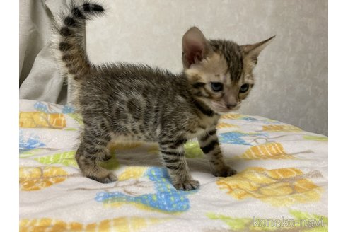 販売中の長野県のベンガル-116917の5枚目