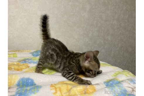 販売中の長野県のベンガル-116917の2枚目