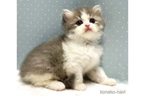 販売中の岐阜県のミックス-117702の4枚目