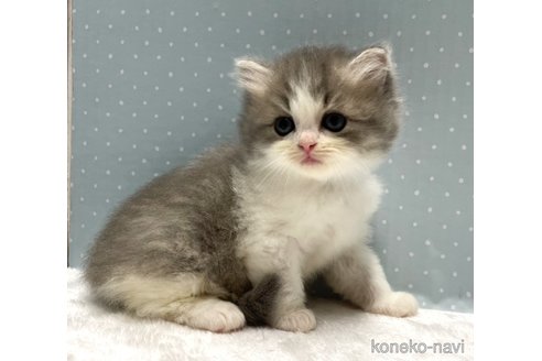 販売中の岐阜県のミックス-117702の3枚目