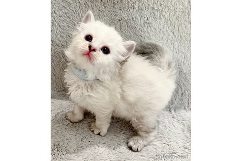 商談中の福島県のマンチカン-117704の5枚目