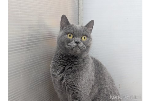 商談中の神奈川県のブリティッシュショートヘア-117709の3枚目
