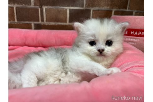 販売中の東京都のミヌエット-117708の14枚目