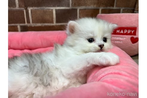 販売中の東京都のミヌエット-117708の4枚目