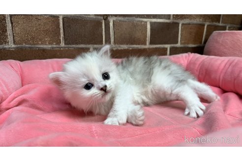 販売中の東京都のミヌエット-117708の7枚目