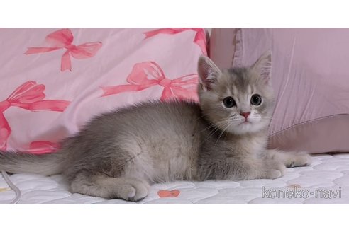 販売中の京都府のブリティッシュショートヘア-112623の2枚目