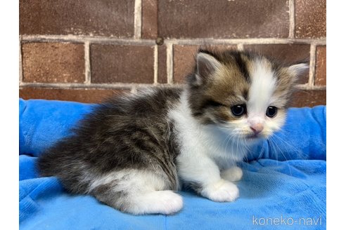 販売中の東京都のミヌエット-117710の8枚目