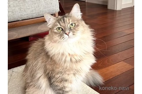 ののサイベリアン-