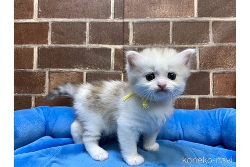販売中の東京都のミヌエット-117712の4枚目