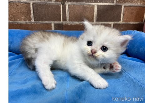 販売中の東京都のミヌエット-117713の4枚目