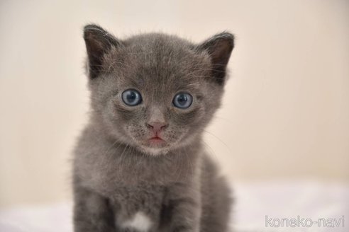 販売中の宮城県のトイボブ-117718の2枚目