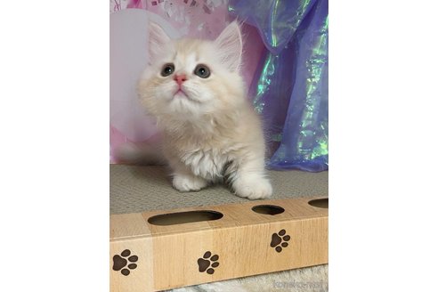 販売中の千葉県のミヌエット(短足)-117736の8枚目